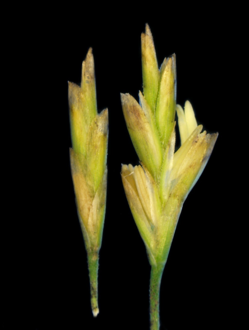 Puccinellia ciliata (hero image)