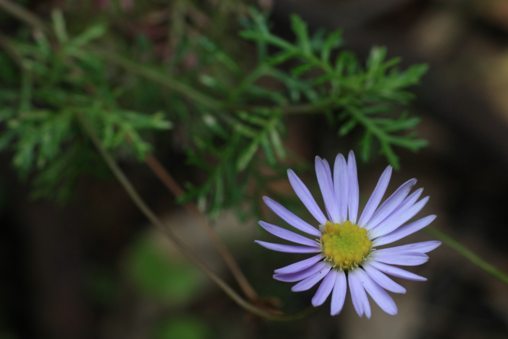 Brachyscome multifida (hero image)