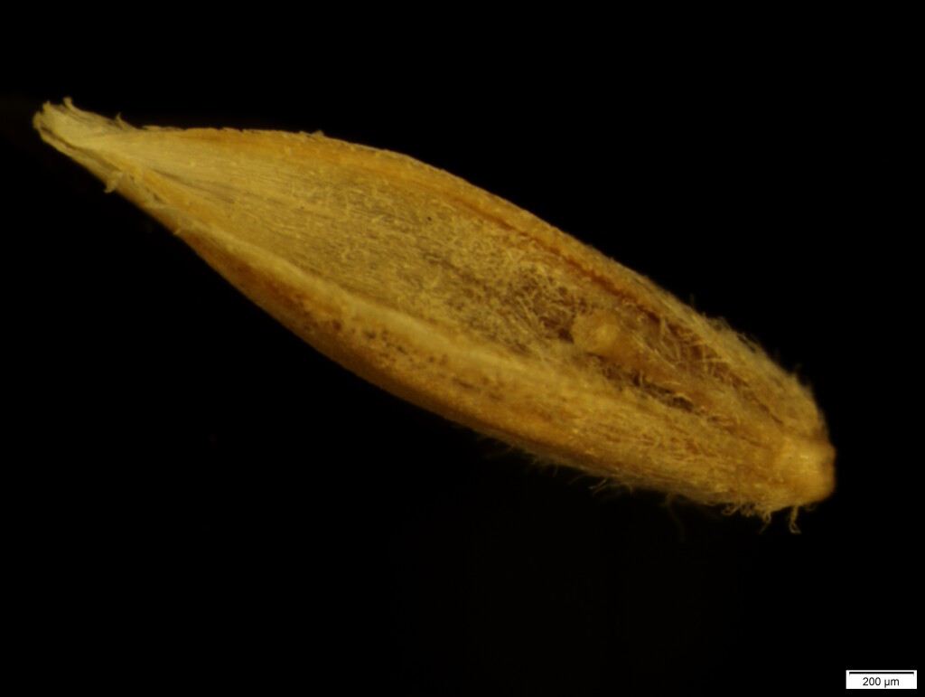 Poa phillipsiana (hero image)