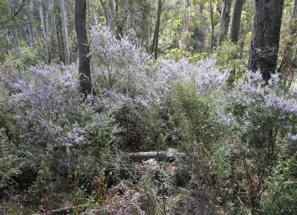 Hovea asperifolia subsp. asperifolia (hero image)