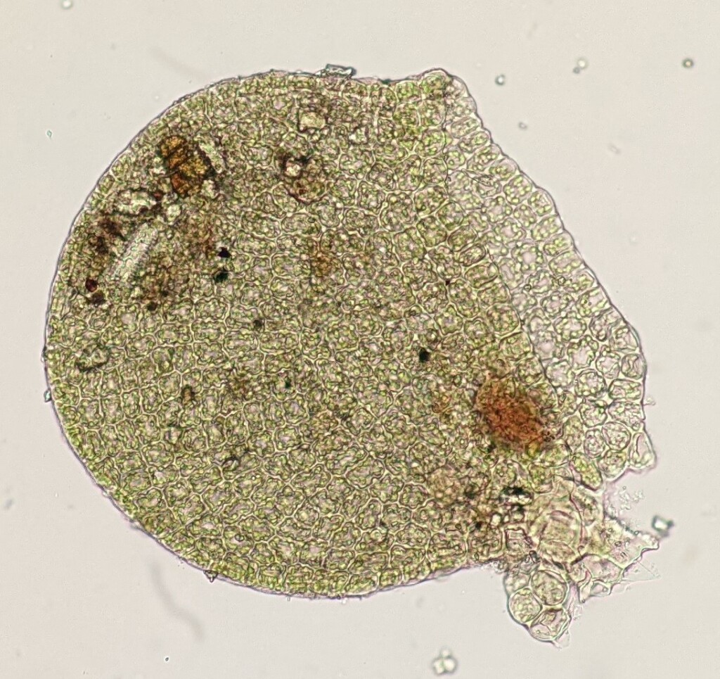Frullania pentapleura (hero image)