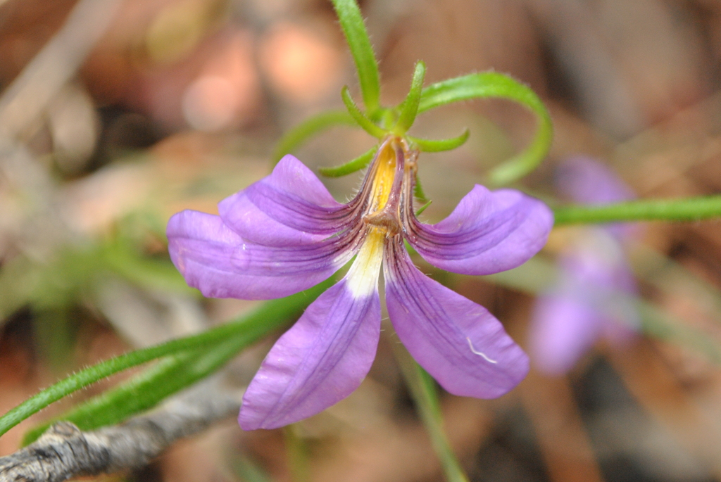 Scaevola ramosissima (hero image)