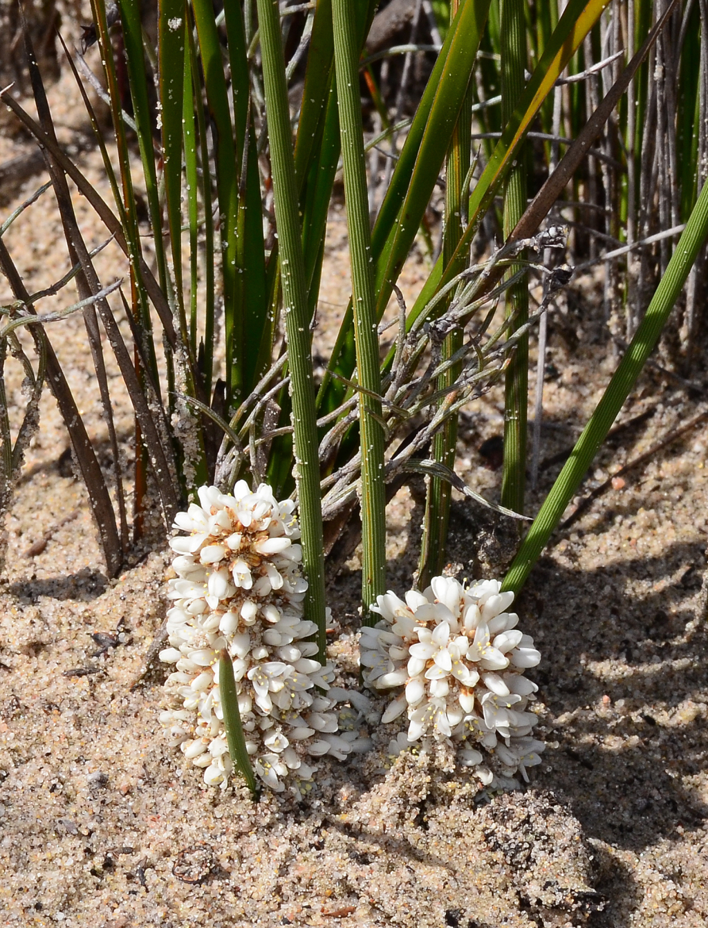 Lomandra juncea (hero image)