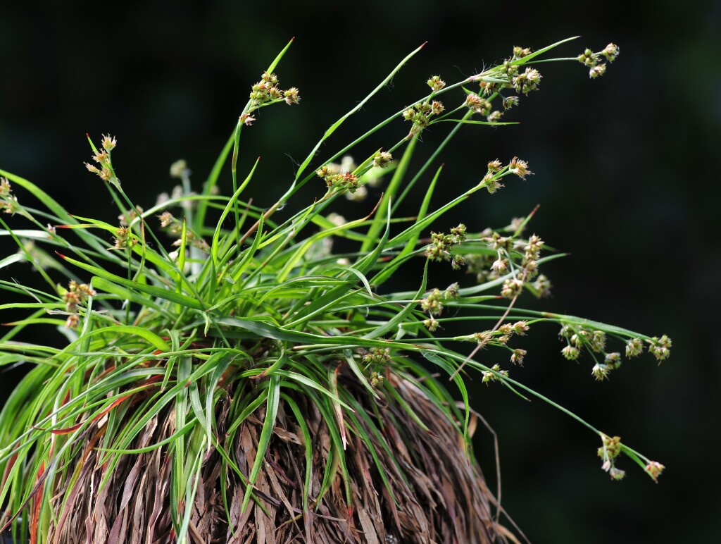 Luzula meridionalis var. flaccida (hero image)