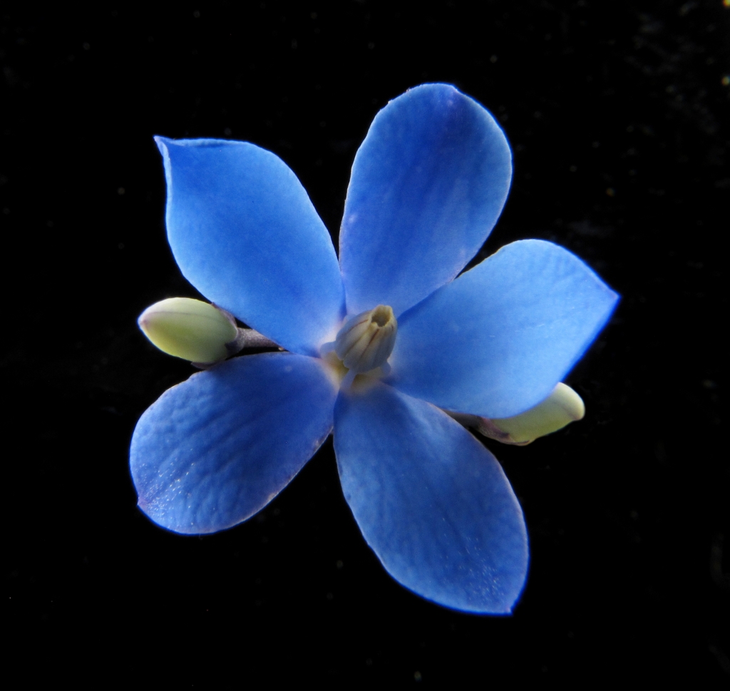 Pittosporaceae (hero image)