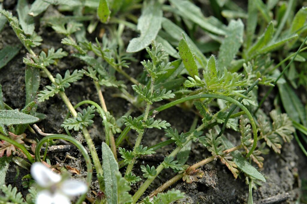 Erodium cicutarium (hero image)