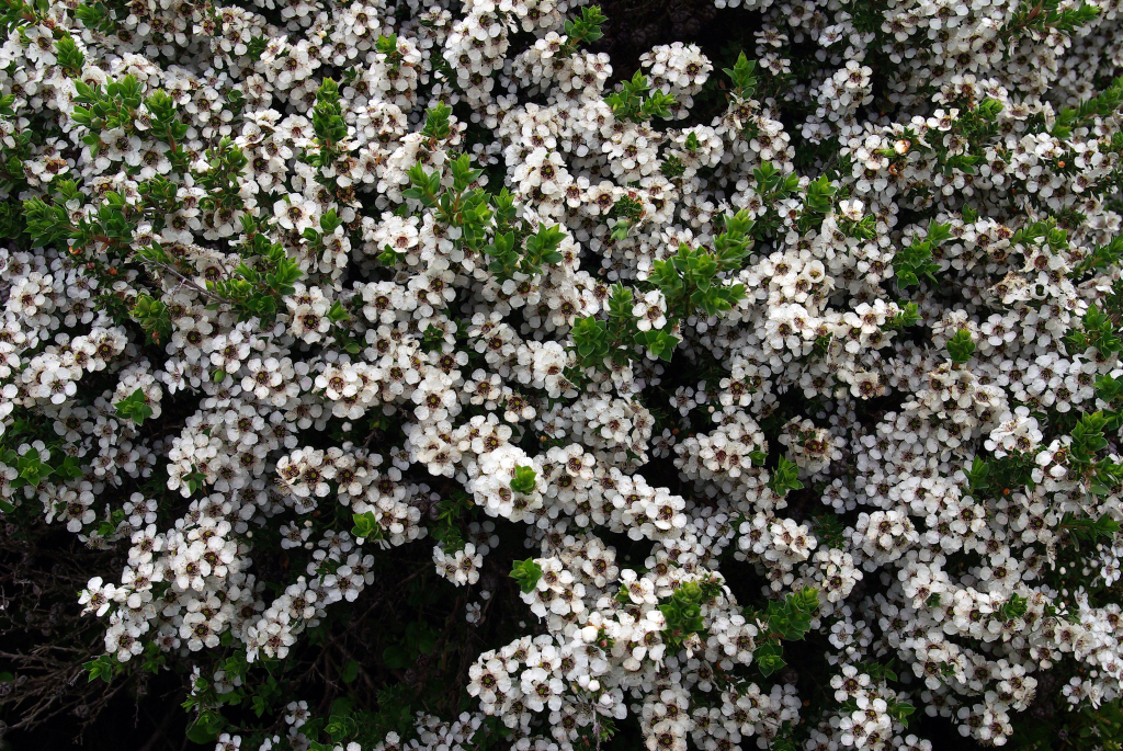 Leptospermum scoparium (hero image)