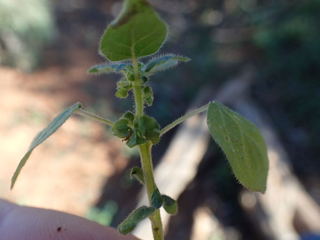 Parietaria cardiostegia (hero image)