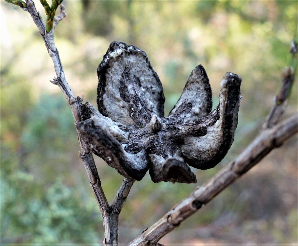 Callitris glaucophylla (hero image)