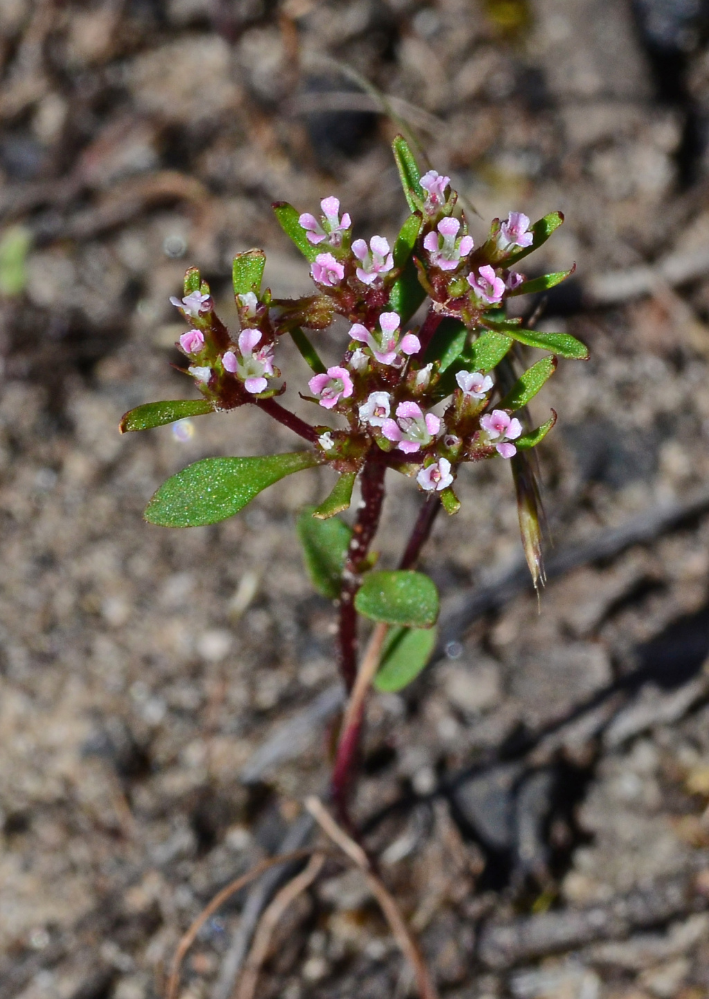 Levenhookia pusilla (hero image)