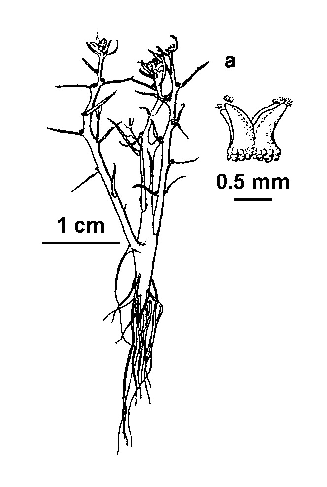 Myriophyllum glomeratum (hero image)