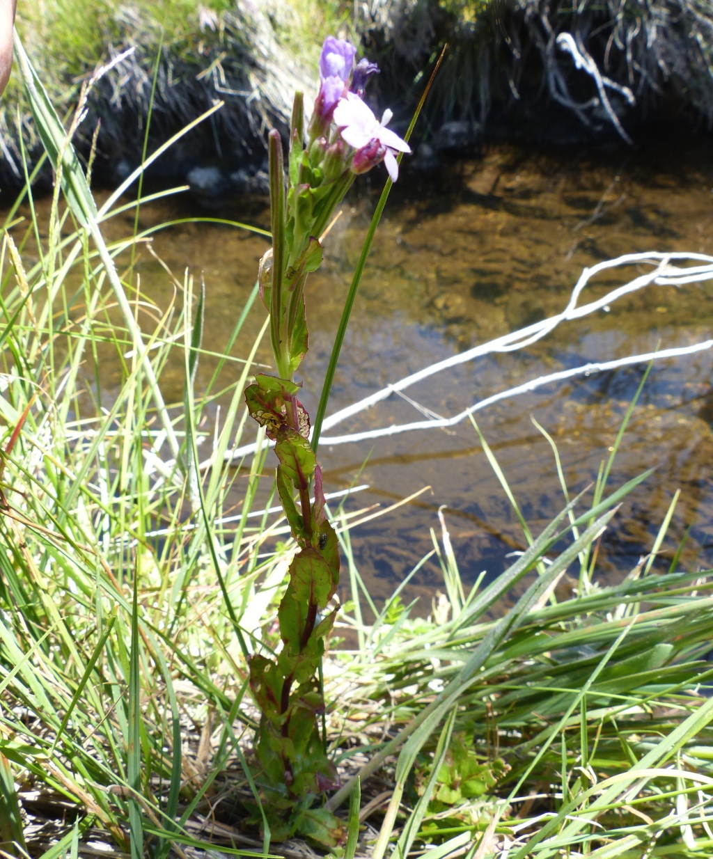 Epilobium gunnianum (hero image)