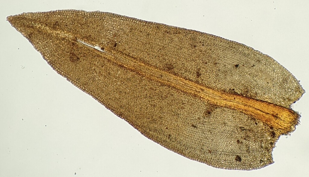 Orthotrichaceae (hero image)