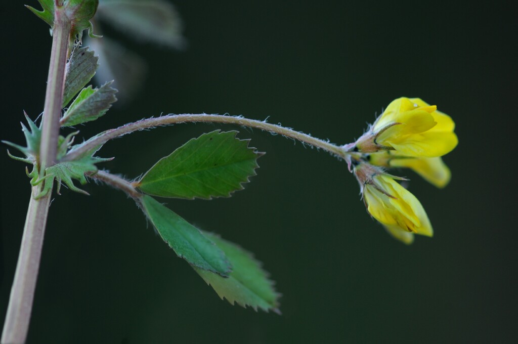 Medicago truncatula (hero image)