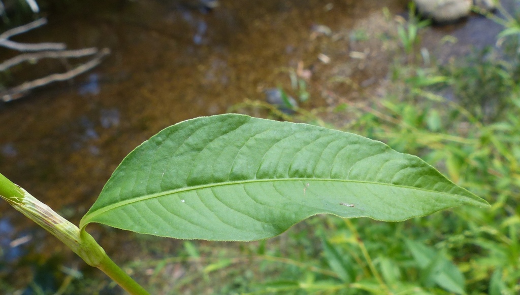 Persicaria hydropiper (hero image)