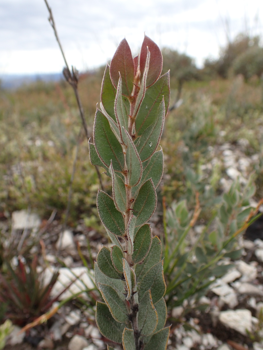 Acacia lucasii (hero image)