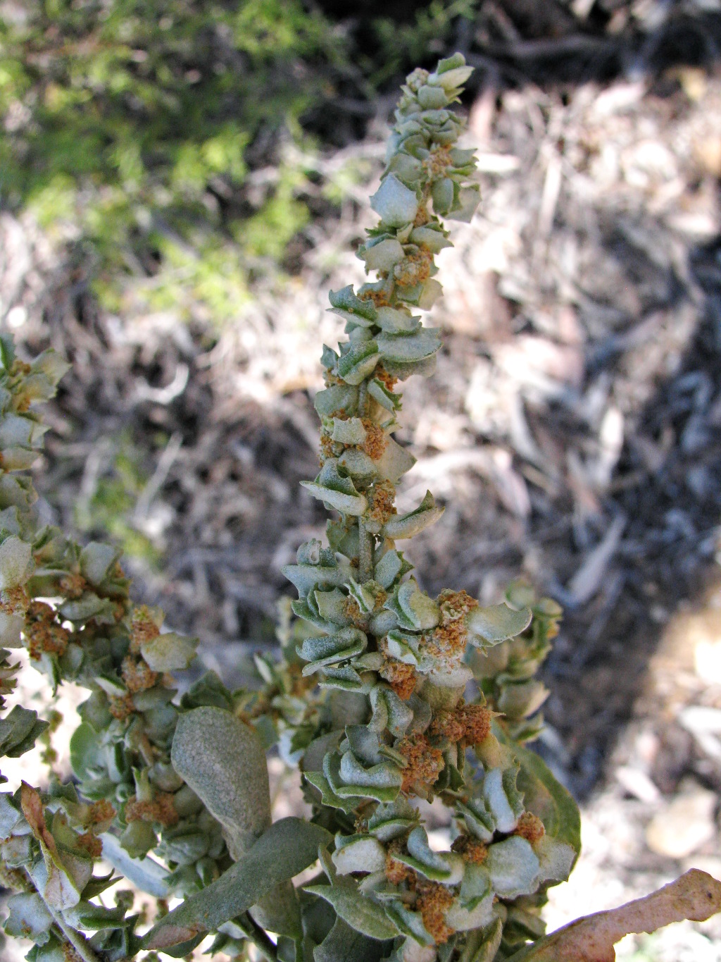 Atriplex rhagodioides (hero image)