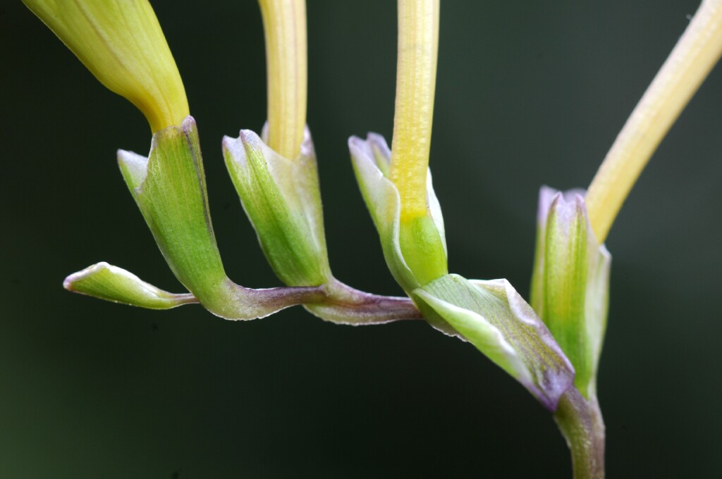 Freesia leichtlinii (hero image)