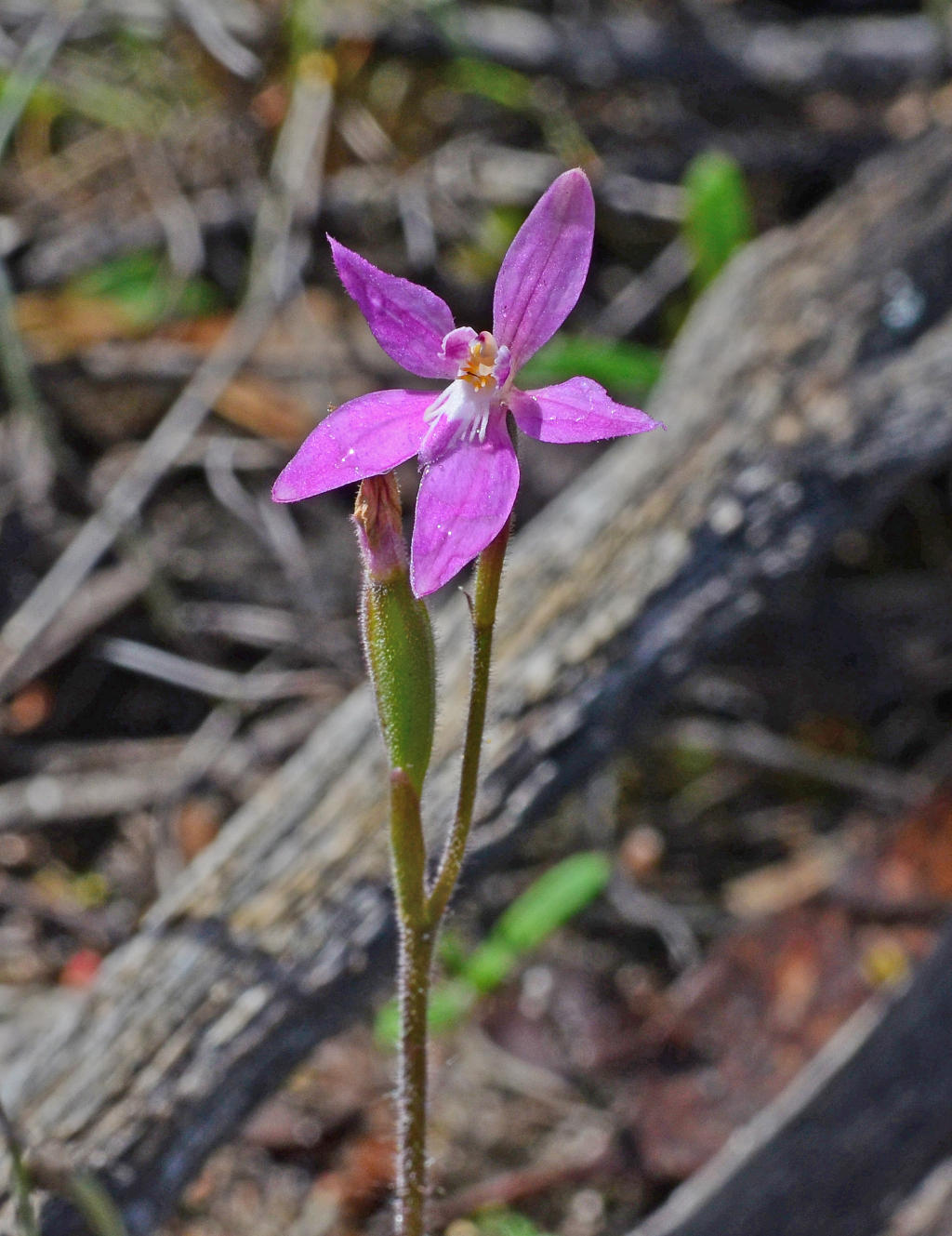 Caladenia latifolia (hero image)