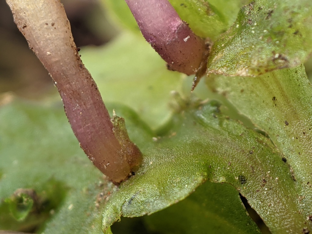 Pallaviciniaceae (hero image)