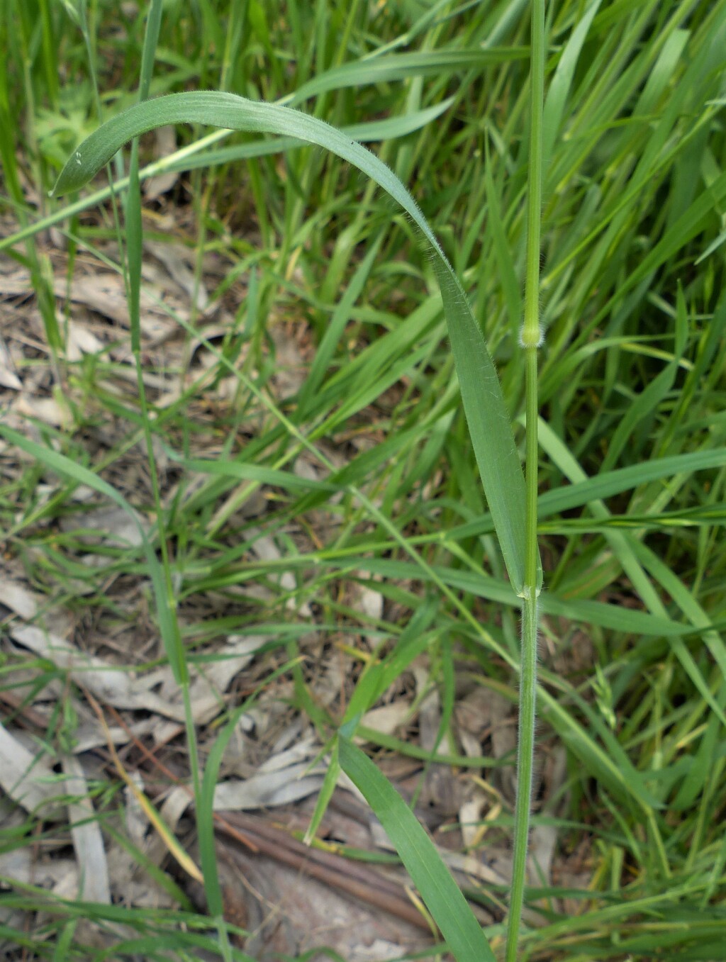 Bromus hordeaceus (hero image)