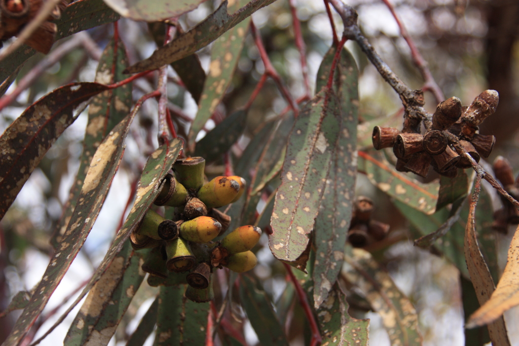 Eucalyptus stricklandii (hero image)