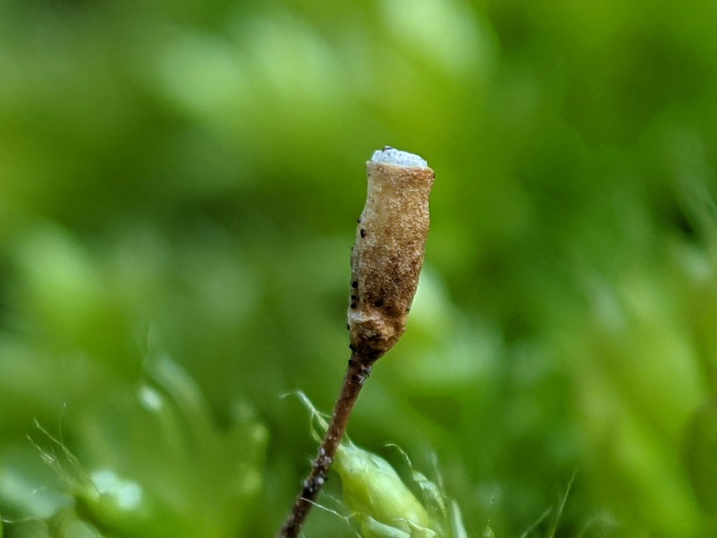 Lepyrodon pseudolagurus (hero image)