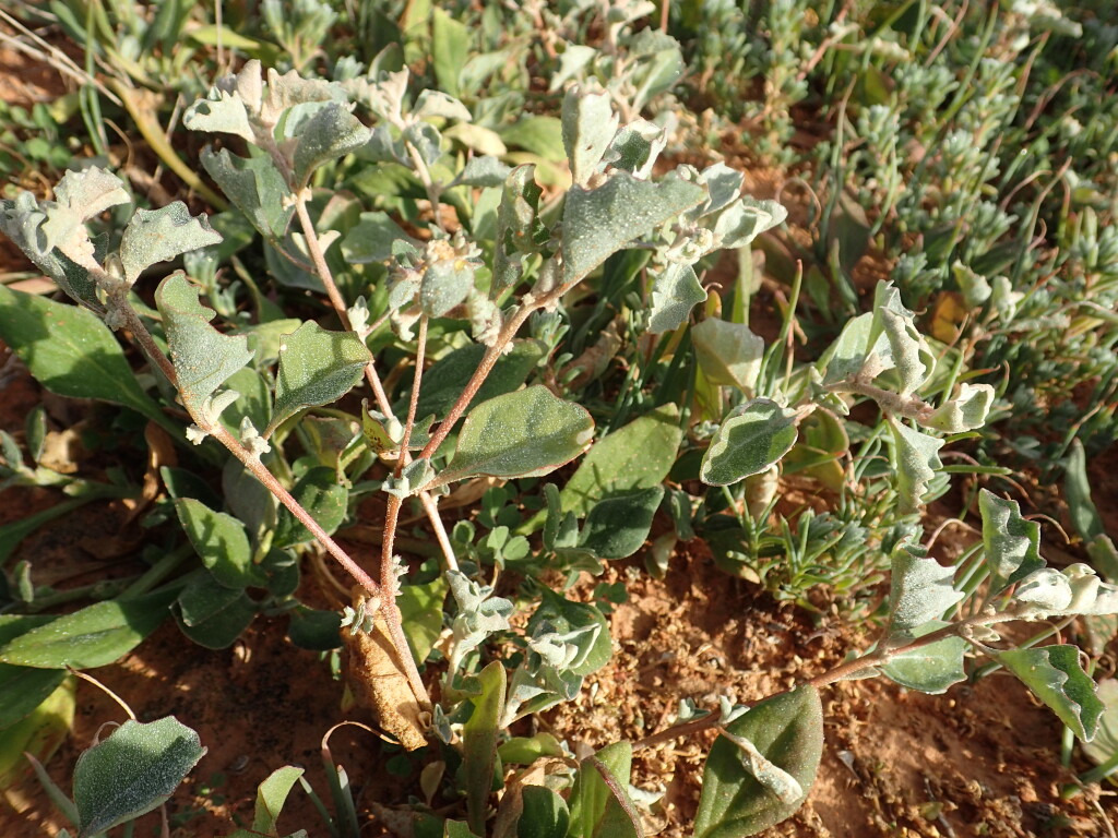 Atriplex limbata (hero image)