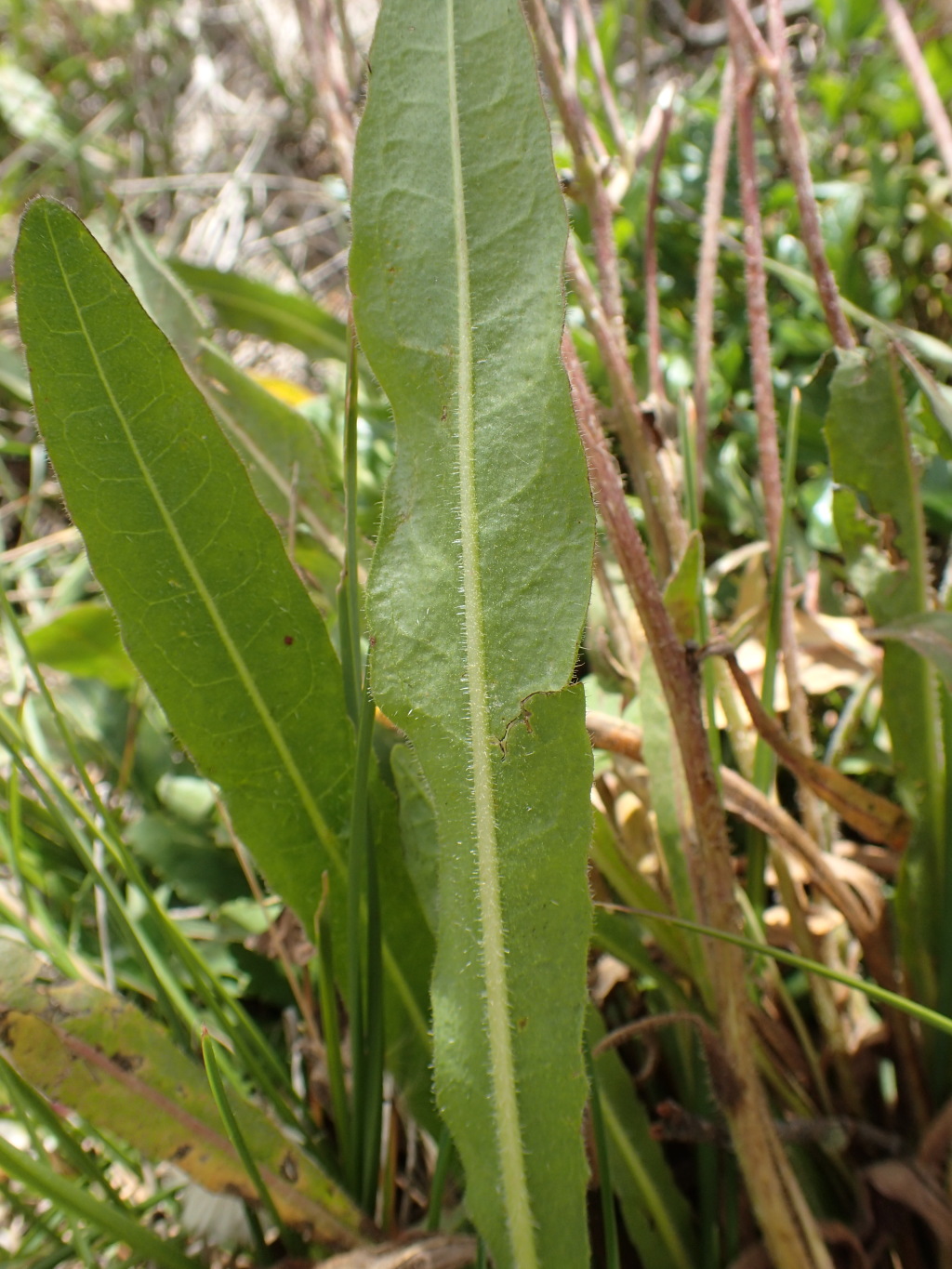 Picris angustifolia subsp. merxmuelleri (hero image)