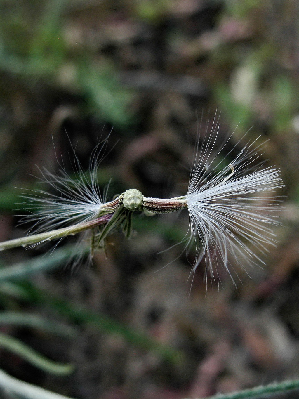 Senecio quadridentatus (hero image)