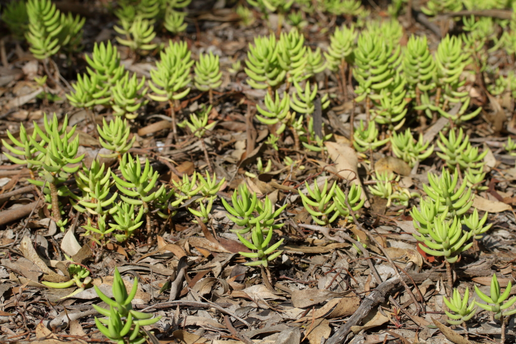 Crassula tetragona (hero image)