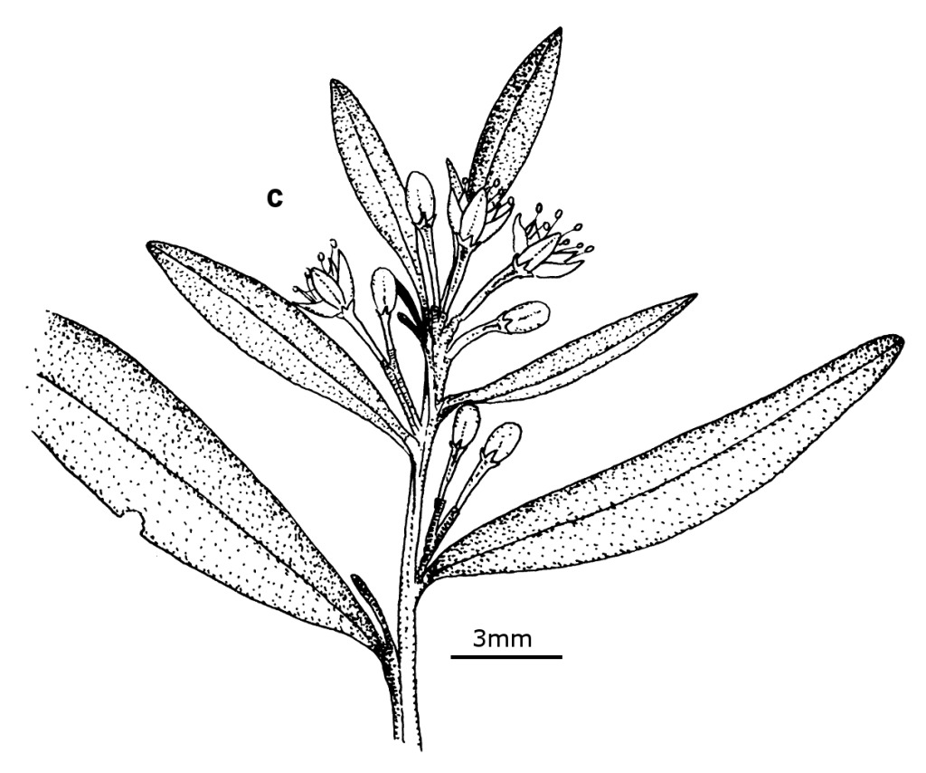 Nematolepis squamea subsp. squamea (hero image)