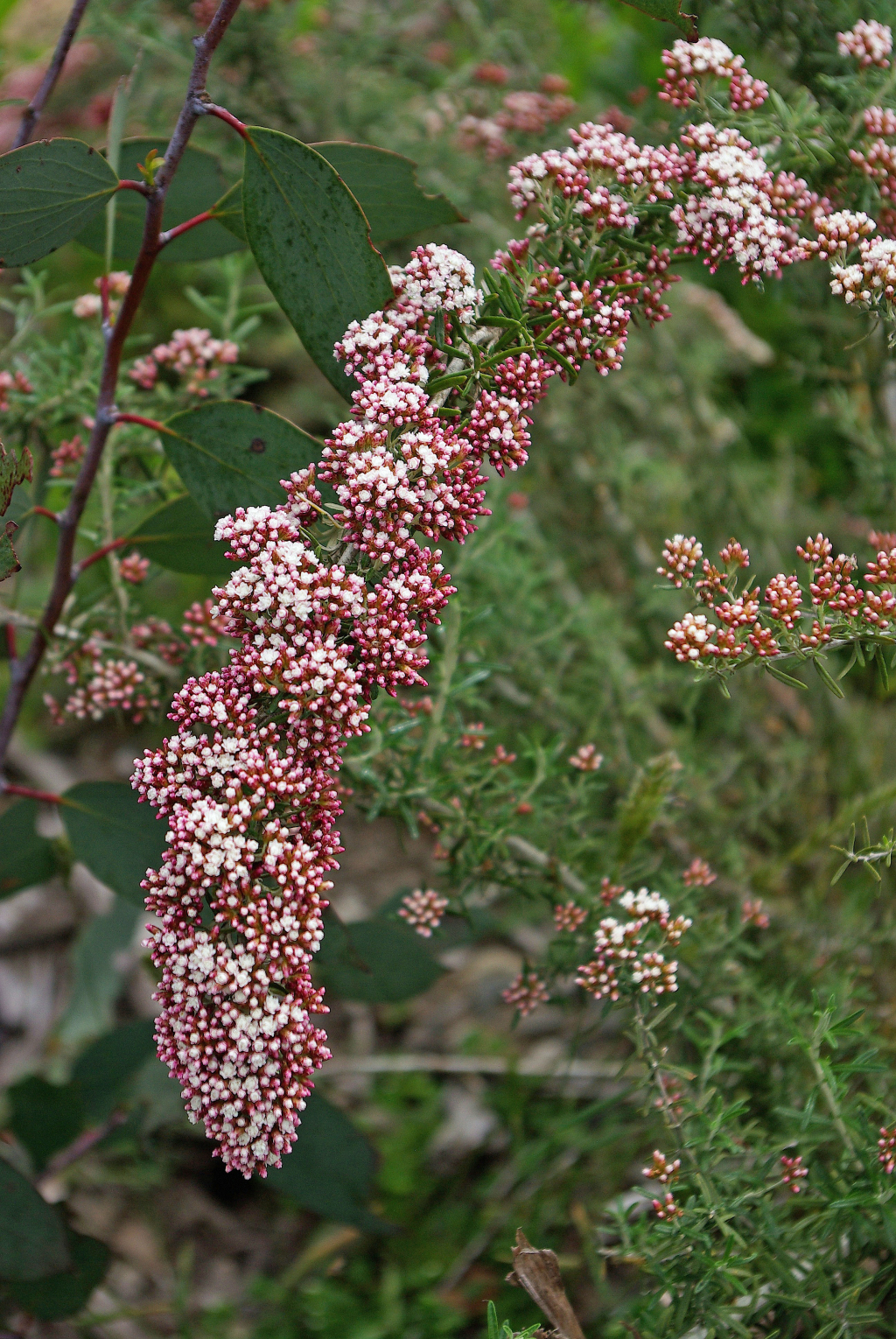 Ozothamnus secundiflorus (hero image)