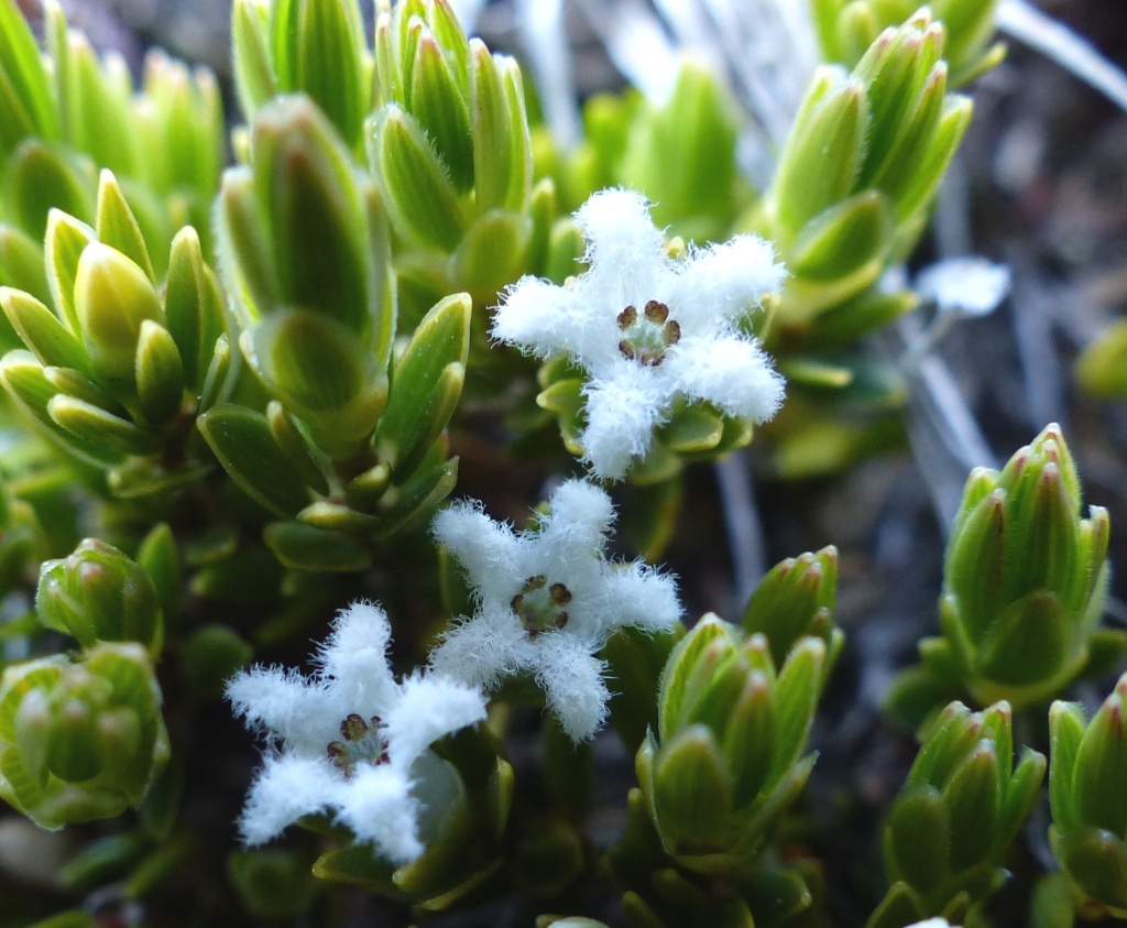 Pentachondra pumila (hero image)