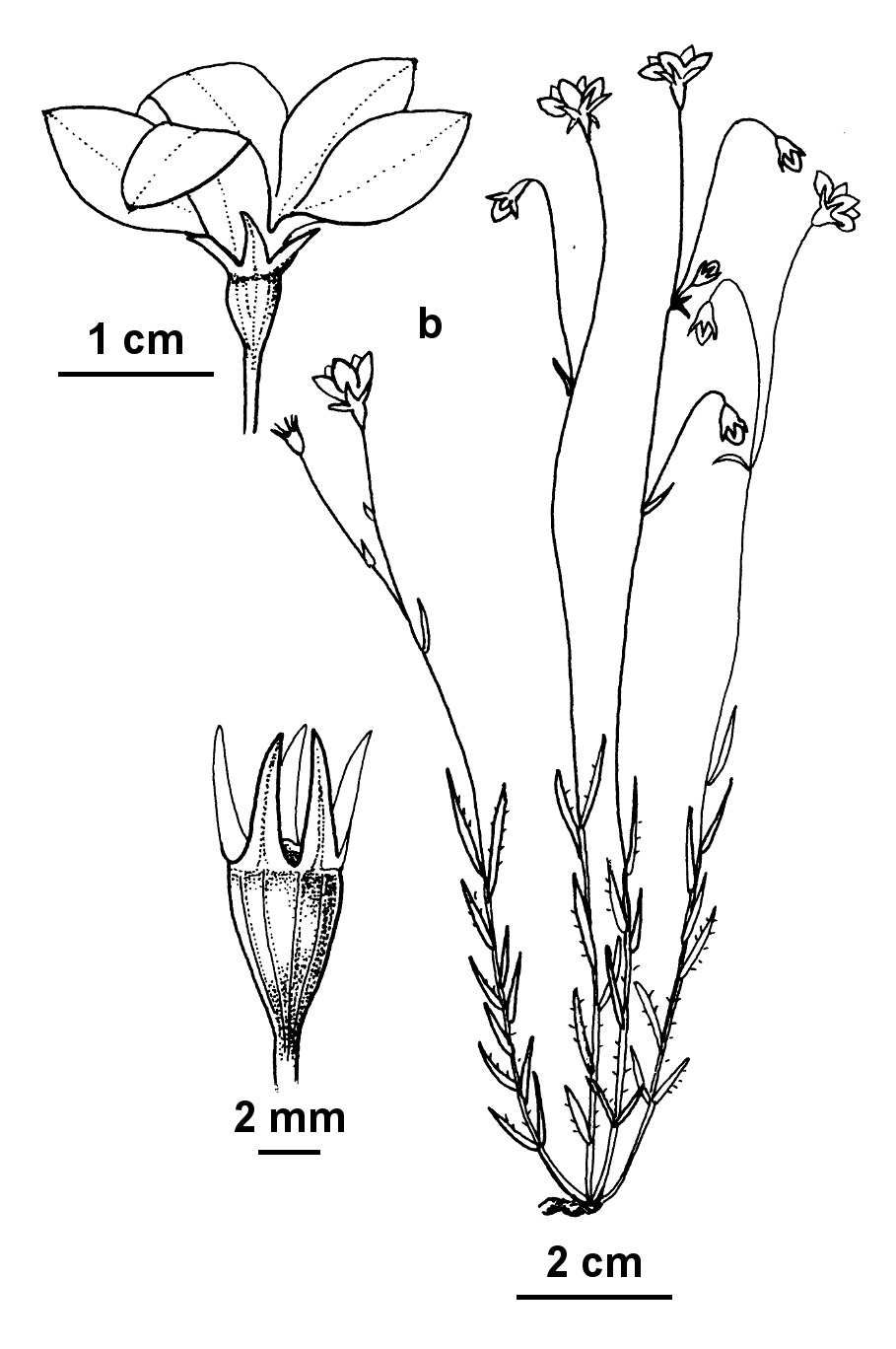 Wahlenbergia planiflora (hero image)