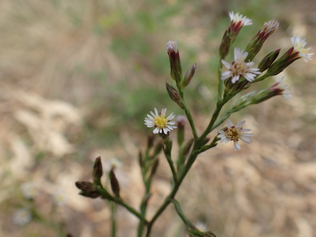 Symphyotrichum (hero image)