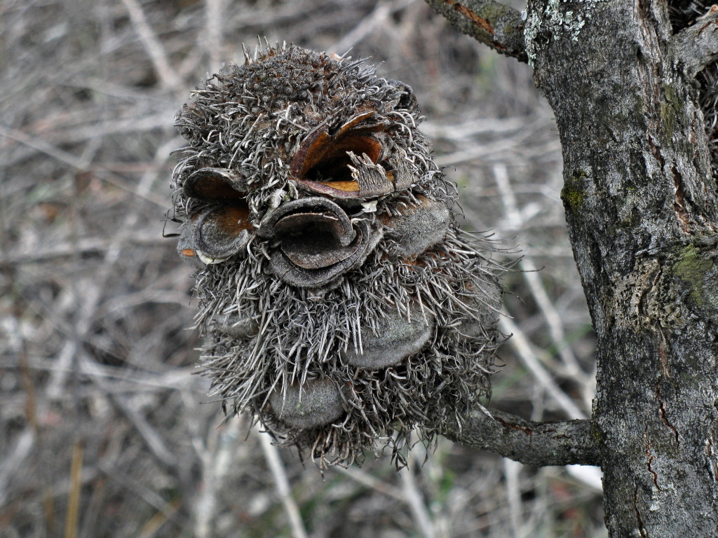 Banksia ornata (hero image)