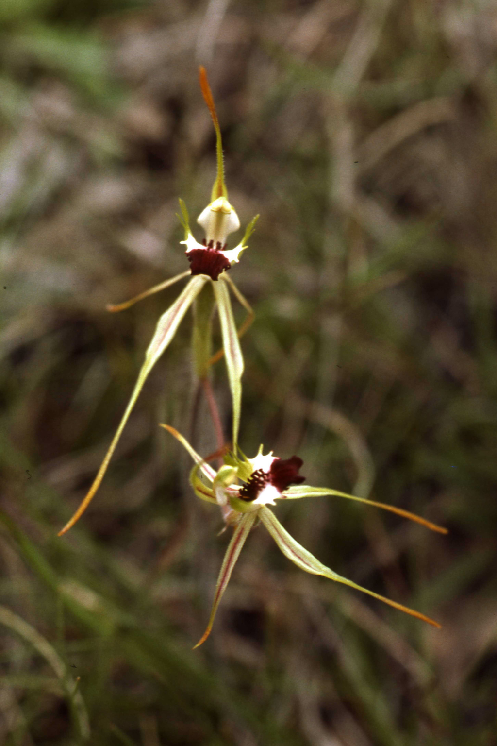 Caladenia dilatata (hero image)