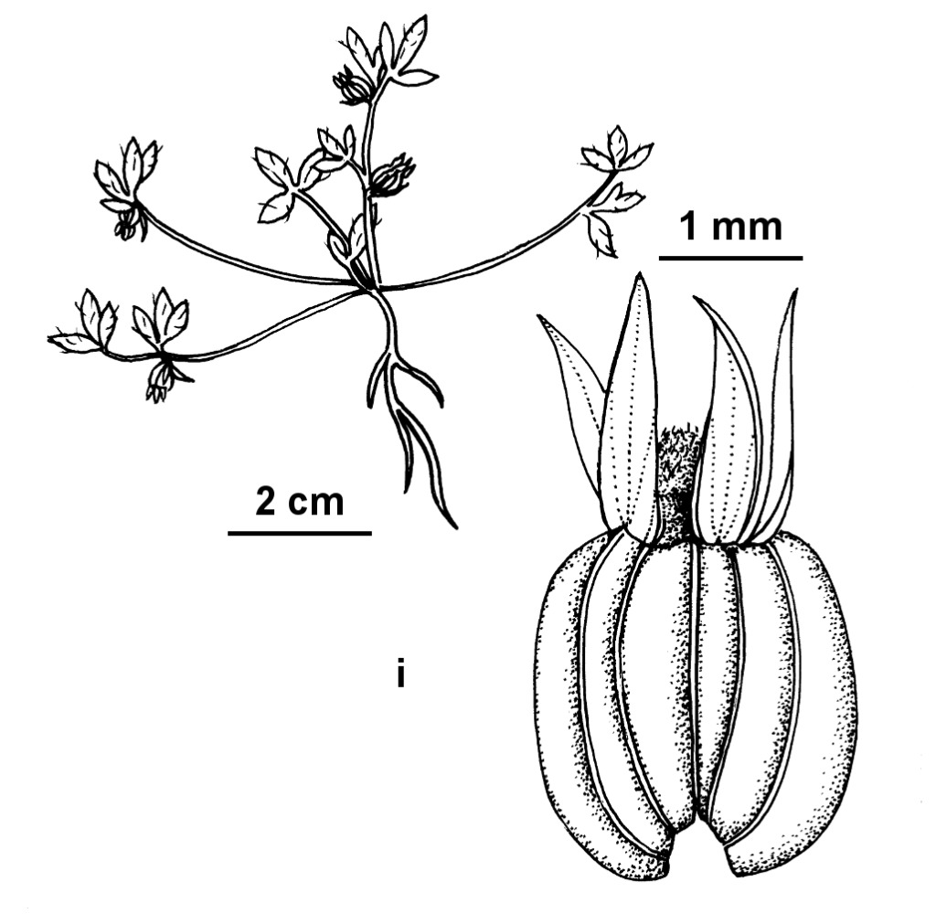 Xanthosia tasmanica (hero image)