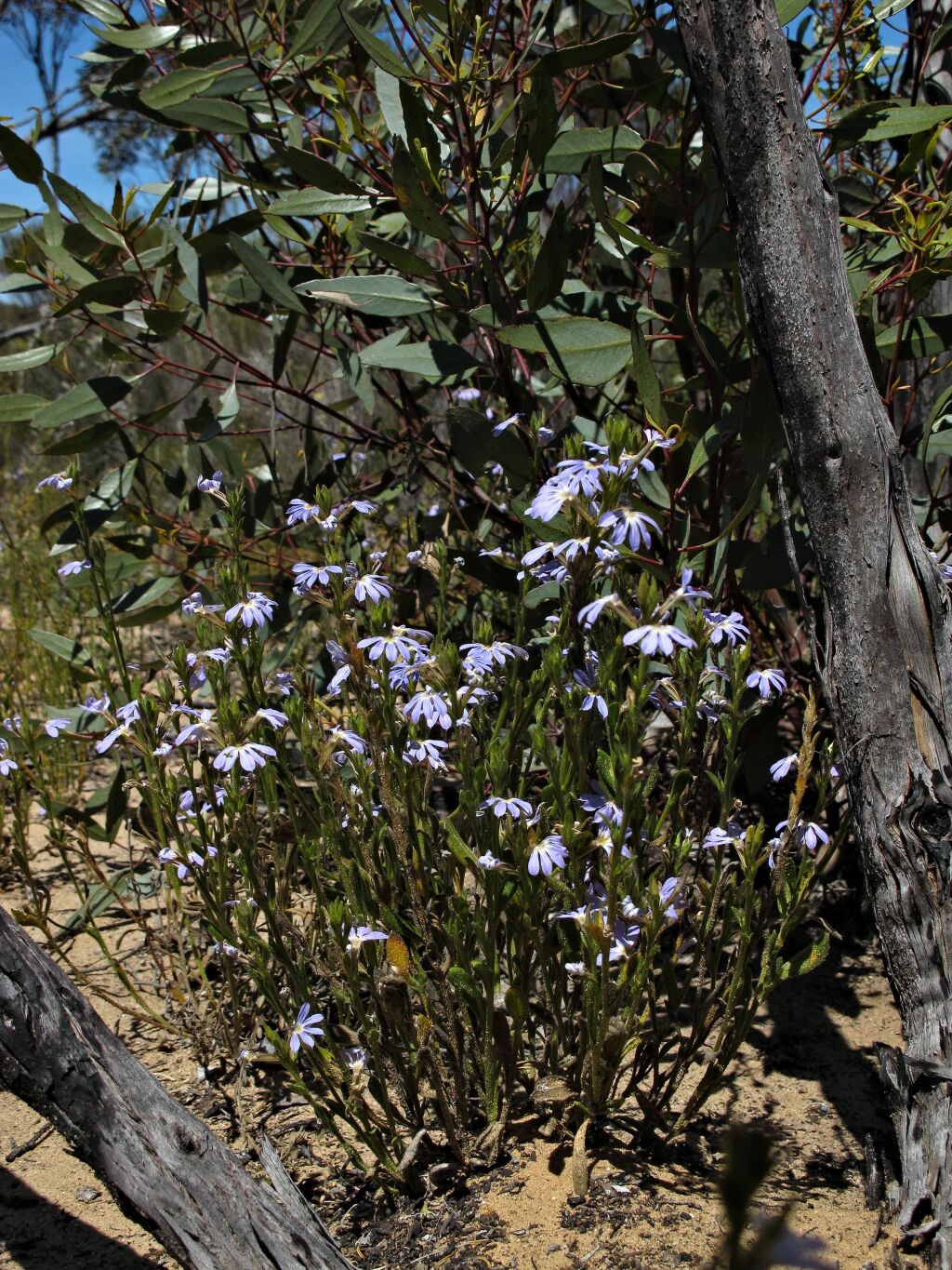 Scaevola aemula (hero image)