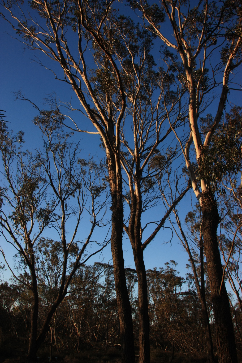 Eucalyptus occidentalis (hero image)