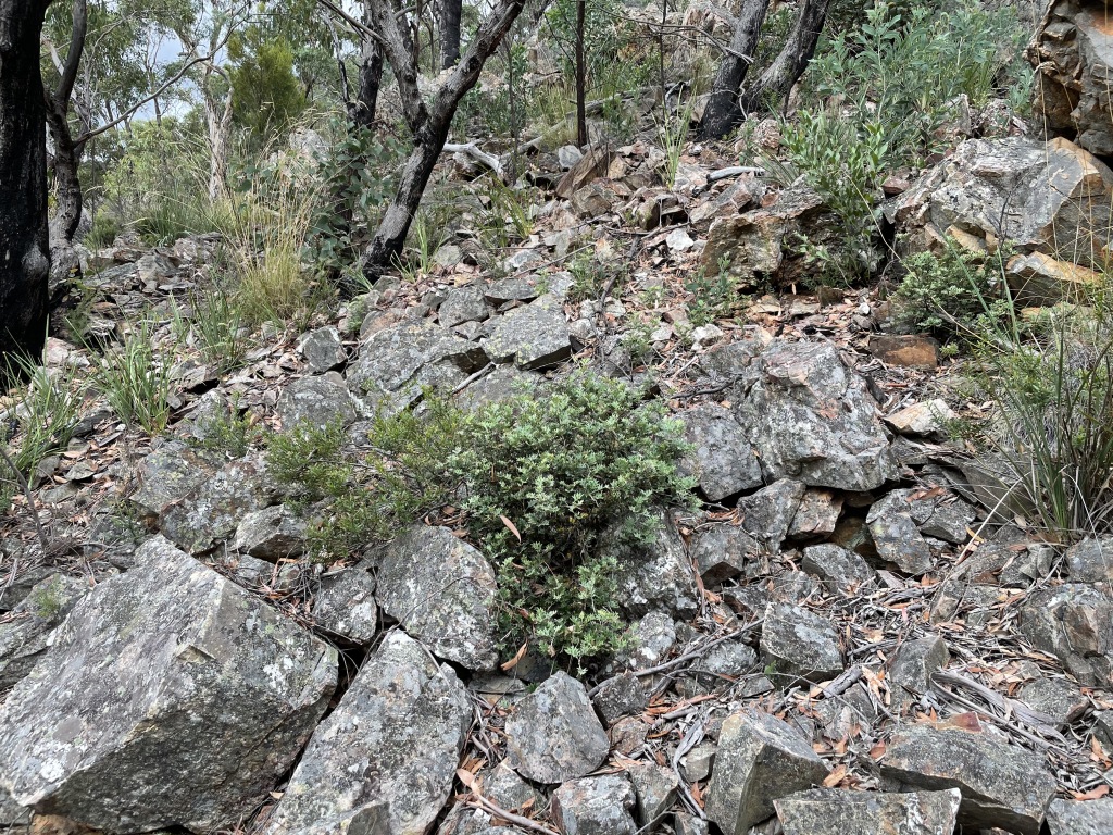 Grevillea pachylostyla (hero image)