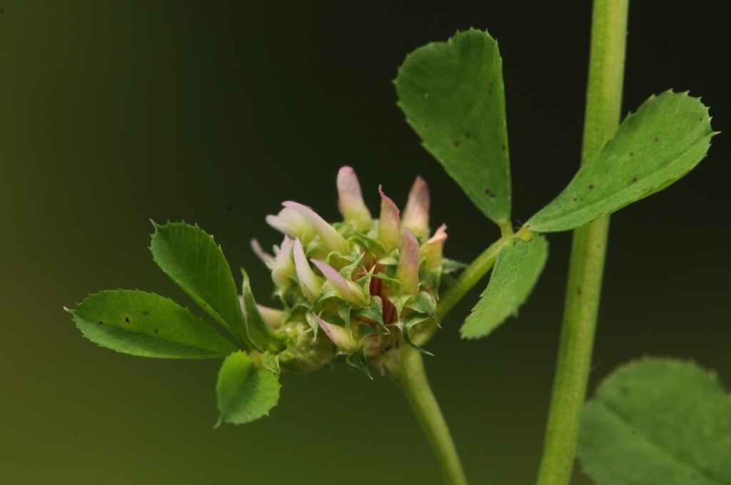 Trifolium glomeratum (hero image)