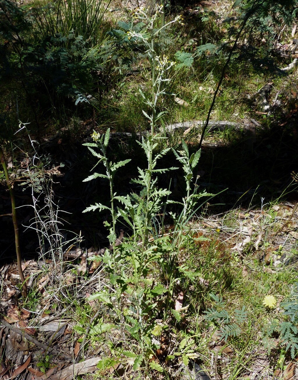 Senecio glomeratus (hero image)