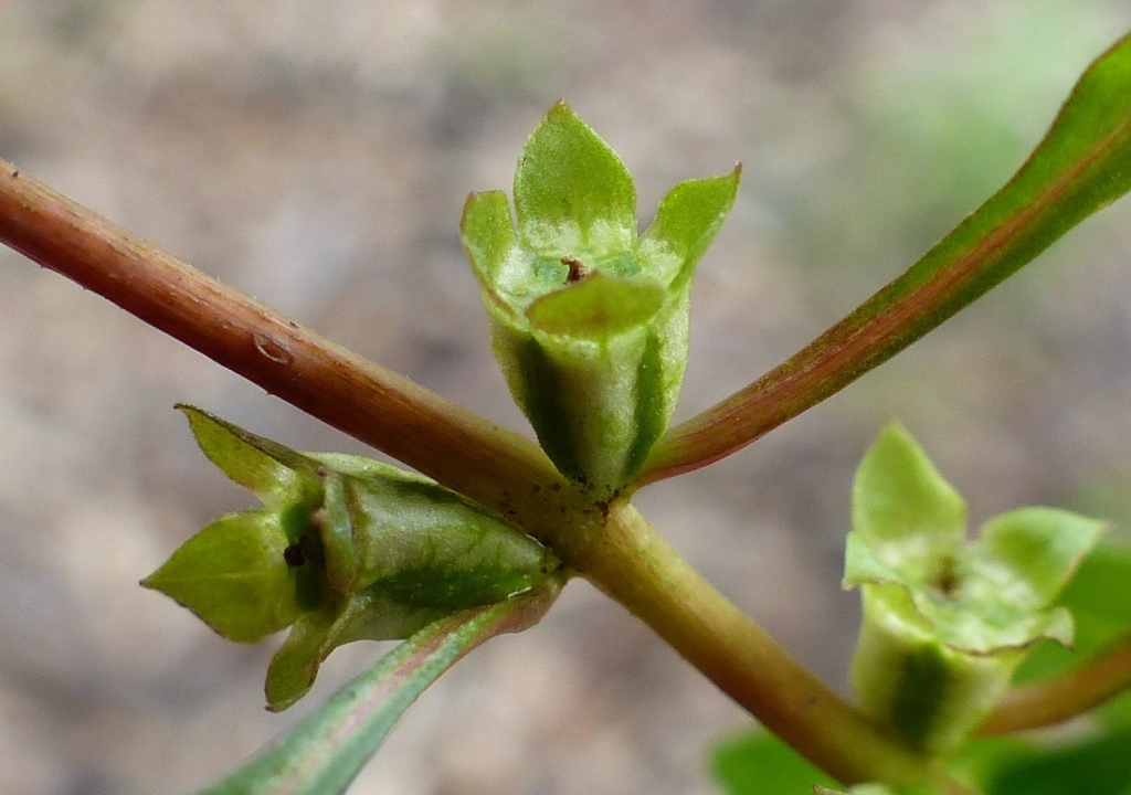 Ludwigia palustris (hero image)