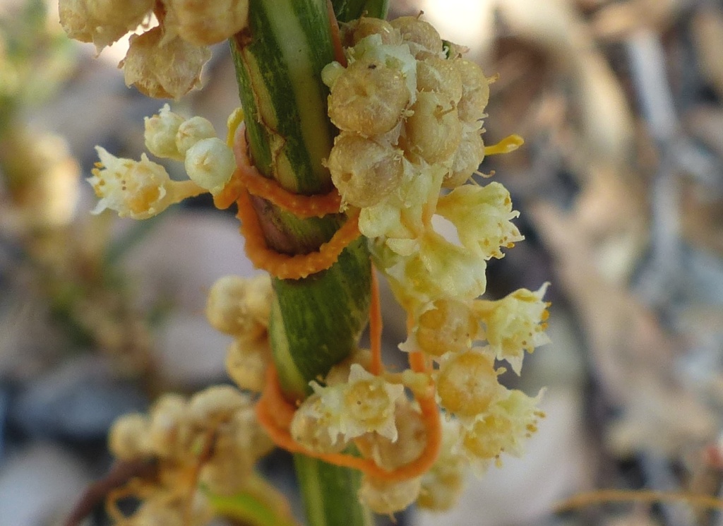 Cuscuta (hero image)