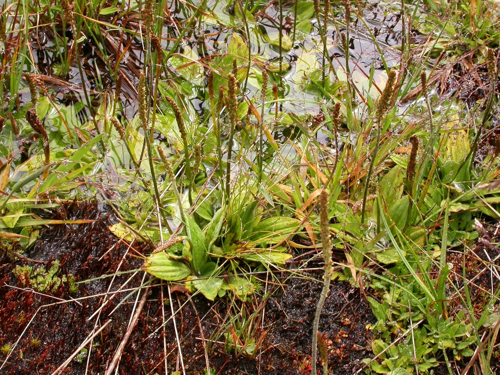 Plantago alpestris (hero image)