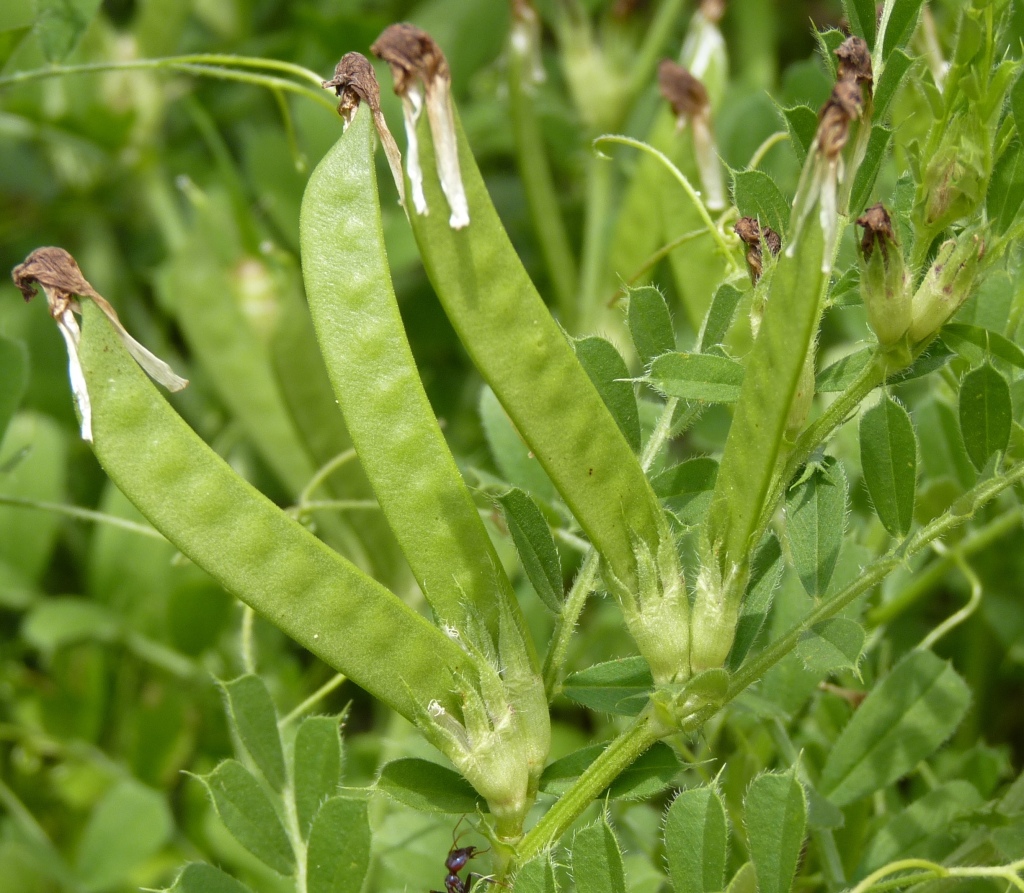 Vicia sativa subsp. sativa (hero image)