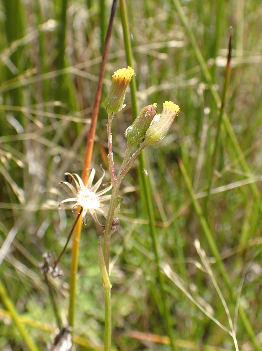 Senecio psilocarpus (hero image)