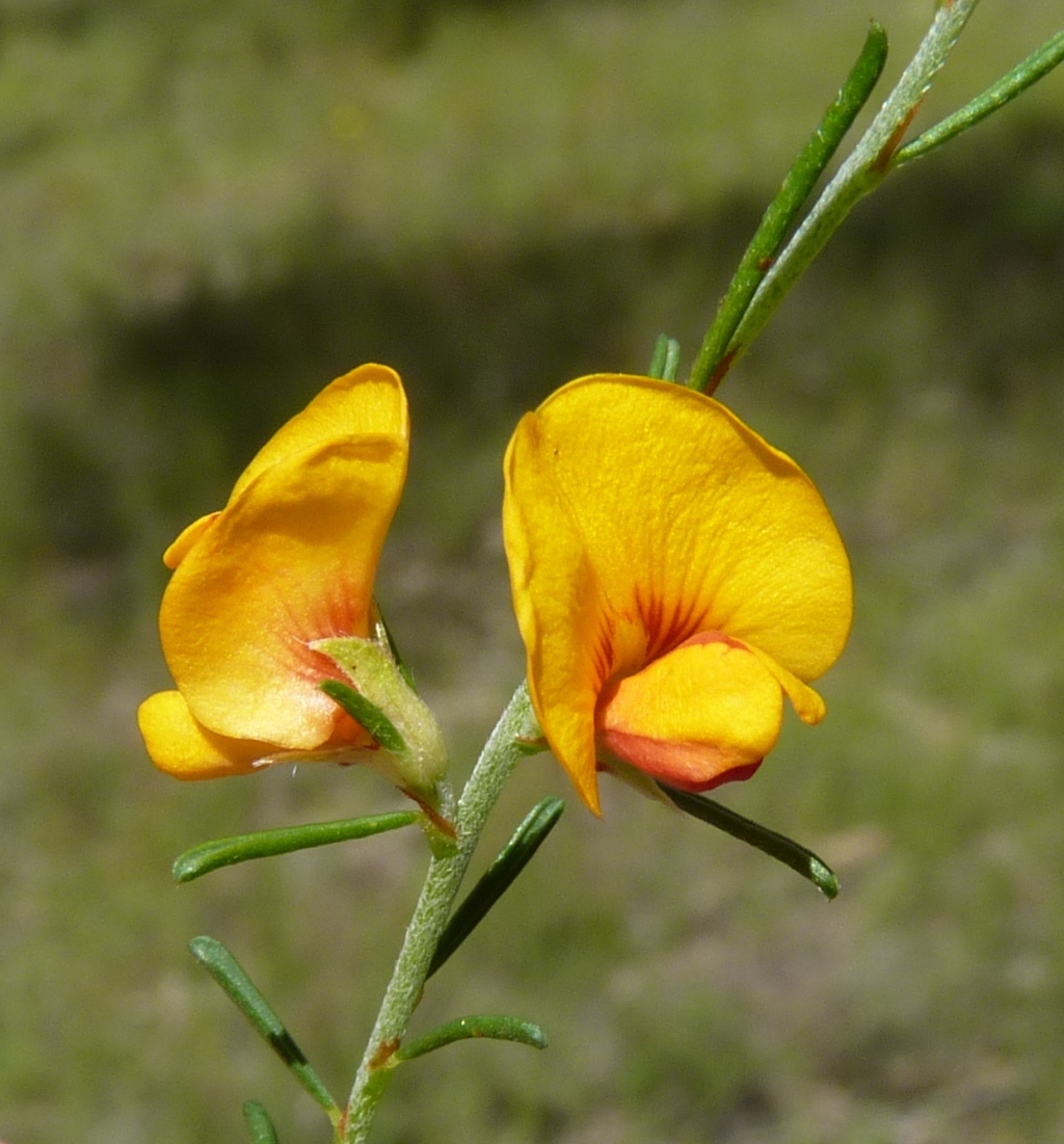 Pultenaea laxiflora (hero image)